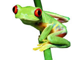 Red-Eyed Tree Frog Photographic Print by David M. Dennis