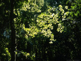 Formosan Sweetgum, Backlit Leaves, Thailand Photographic Print by Dr. Cannon Raymond