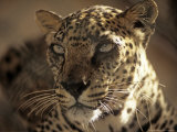Arabian Leopard, Male, United Arab Emirates Photographic Print by David Cayless
