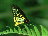 Cairns Birdwing, Queensland, Australia Fotografisk trykk av Robin Bush Cairns Birdwing, Queensland, Australia Fotografisk trykk av Robin Bush