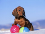 Dachshund Puppy, Playing with Balls Photographic Print by Alan And Sandy Carey