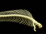 Cobra Skeleton Fotografie-Druck von David M. Dennis