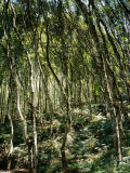 Formosa Acacia, Doi Angkhang, Northern Thailand Photographic Print by Dr. Cannon Raymond