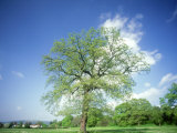 Oak in Spring Photographic Print by Mike England