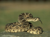 Western Diamondback Rattlesnake, Coiled to Strike, Texas Fotografisk tryk af Alan And Sandy Carey