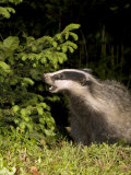 Badger, Foraging, Vaud, Switzerland Photographic Print by David Courtenay