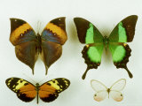 Museum Specimens of Tropical Butterflies Photographic Print by David M. Dennis
