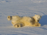 Polar Bear, Rolling in Snow at Cape Churchill, Manitoba, Canada Photographie par Daniel Cox