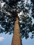 Tree, Chiang Dao, Thailand Photographic Print by Dr. Cannon Raymond