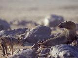 Black-Backed Jakal, and Cape Fur Seal, Cape Cross Seal Colony, Namibia Lámina fotográfica por Chris And Monique Fallows