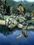 Alan And Sandy Carey - Ball Python, West Africa Fotografická reprodukce