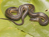 Striped Crayfish Snake, Sarasota County, Florida, USA Photographic Print by David M. Dennis