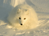 Arctic Fox, Along the Ice Edge of Hudson Bay, Manitoba, Canada Photographic Print by Daniel J. Cox
