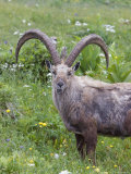 Ibex, Old Male in Moult, Switzerland Lámina fotográfica por David Courtenay Ibex, Old Male in Moult, Switzerland Lámina fotográfica por David Courtenay