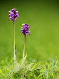 Monkey Orchid, Kent, UK Photographic Print by David Clapp