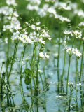 Water Violets, May, East Sussex Photographic Print by Larry Crowhurst