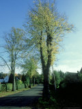 Tree in Autumn Photographic Print by Mike England