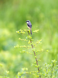 Grey-Backed Shrike, Perched on Bush, Assam, India Photographie par David Courtenay