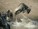 Nile Crocodile, Attacks Wildebeest, Serengeti, Tz Reprodukcja zdjęcia autor Deeble & Stone