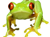 Red-Eyed Tree Frog Photographic Print by David M. Dennis