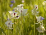 Sego Lily in Bloom, USA Photographic Print by Daniel J. Cox