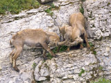 Ibex, Young Males Fighting Over a Female, Switzerland Lámina fotográfica por David Courtenay Ibex, Young Males Fighting Over a Female, Switzerland Lámina fotográfica por David Courtenay