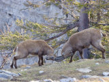 Ibex, Young Males Fighting, Switzerland Lámina fotográfica por David Courtenay Ibex, Young Males Fighting, Switzerland Lámina fotográfica por David Courtenay