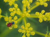 Beetle on Umbel Flower, Spain Fotografisk trykk av Olaf Broders Beetle on Umbel Flower, Spain Fotografisk trykk av Olaf Broders