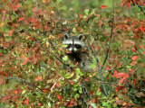 Raccoon, Autumn, Montana Lámina fotográfica por Alan And Sandy Carey Raccoon, Autumn, Montana Lámina fotográfica por Alan And Sandy Carey