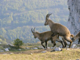 Ibex, Young Ibex Mating, Switzerland Lámina fotográfica por David Courtenay Ibex, Young Ibex Mating, Switzerland Lámina fotográfica por David Courtenay