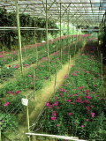 Flower Nursery, Cameron Highlands Malaysia Photographic Print by Dr. Cannon Raymond