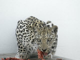 Arabian Leopard on the Brink of Extinction, United Arab Emirates Lámina fotográfica por David Cayless