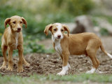 Young Dogs, Spain Fotografisk trykk av Olaf Broders Young Dogs, Spain Fotografisk trykk av Olaf Broders