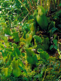 Pitcher Plant Photographic Print by David M. Dennis