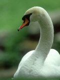 Mute Swan, Portrait, Austria Fotografisk trykk av Olaf Broders Mute Swan, Portrait, Austria Fotografisk trykk av Olaf Broders