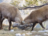 Ibex, Young Males Fighting, Switzerland Lámina fotográfica por David Courtenay Ibex, Young Males Fighting, Switzerland Lámina fotográfica por David Courtenay