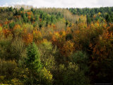 Cowley Woods in Autumn, Gloucestershire, England Photographic Print by Mike England