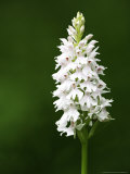 Common Spotted Orchid, Albino Version, UK Photographic Print by David Clapp