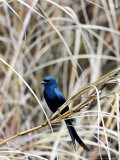Drongo, Perching on Dry Grass, Assam, India Photographic Print by David Courtenay