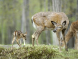 Whitetail Deer, Fawn Approaches Doe It Thinks is Its Mother Photographic Print by Daniel Cox