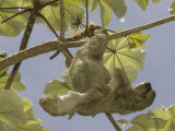 Three-Toed Sloth, Quepos, Costa Rica Photographic Print by David M. Dennis