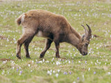 Ibex, Young Male Grazing, Switzerland Fotografie-Druck von David Courtenay