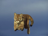 Mountain Lion, Leaping, USA Photographic Print by Alan And Sandy Carey