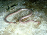 New Mexico Blind Snake, New Mexico Photographic Print by David M. Dennis