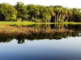 Sabal Palm and Live Oak Forest Lining the Banks of the River, Myakka River State Park, Florida, USA Photographic Print by David M. Dennis