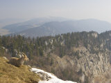 Ibex, Female Overlooking Mountains, Switzerland Photographic Print by David Courtenay