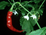 Cayenne Pepper, Long Slim Photographic Print by Bob Gibbons