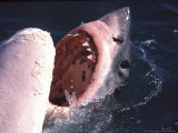 Great White Shark, Feeds on Whale Carcass at Seal Island, South Africa, Atlantic Ocean Photographie par Chris And Monique Fallows