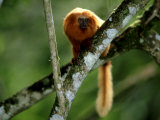 Golden Lion Tamarin, Rio De Janeiro, Brazil Lámina fotográfica por Berndt Fischer