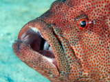 David B. Fleetham - Coral Grouper, with Commensal Shrimp, Malaysia Fotografická reprodukce